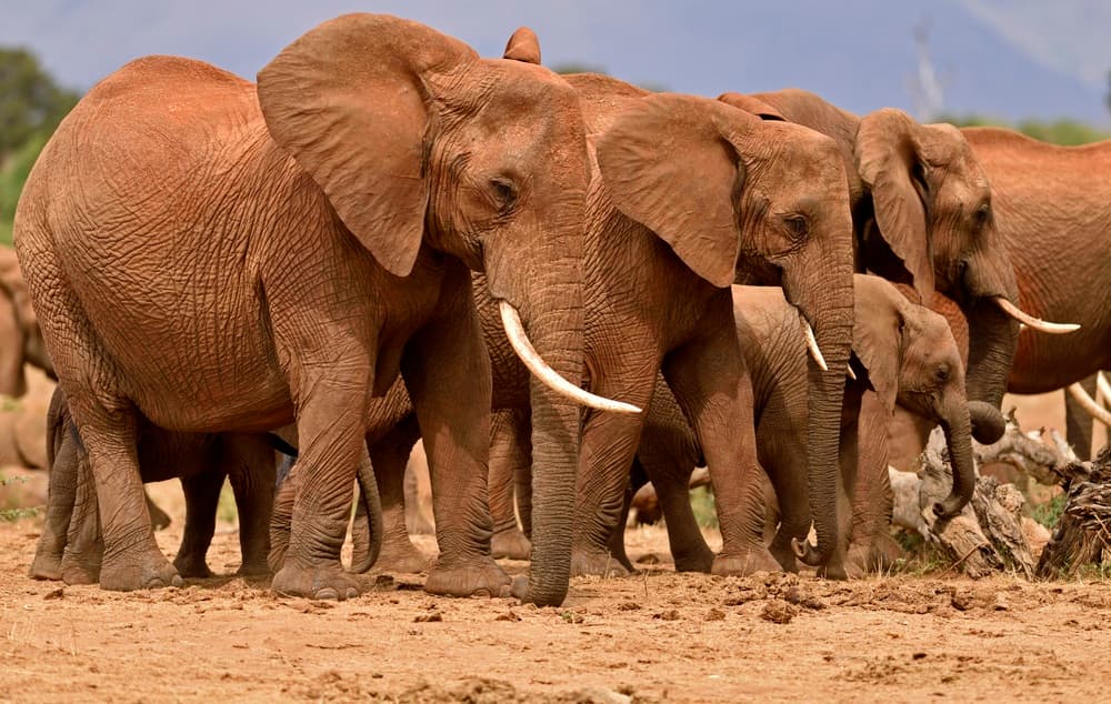 Parc national Tsavo East