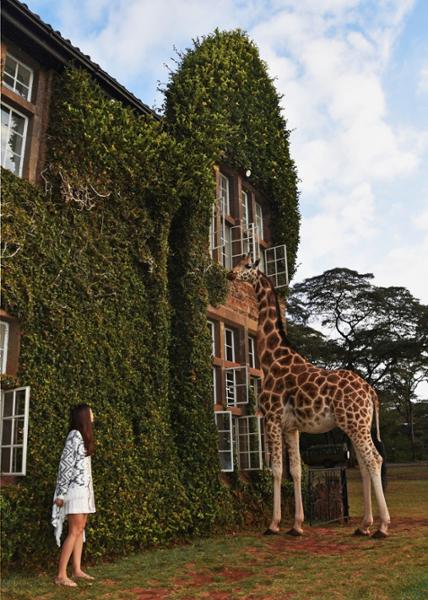 L'hôtel Giraffe Manor, un hôtel insolite avec des girafes au Kenya
