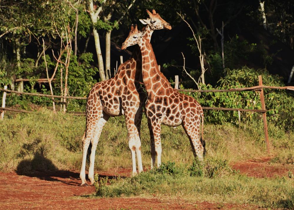 L'hôtel Giraffe Manor, un hôtel insolite avec des girafes au Kenya