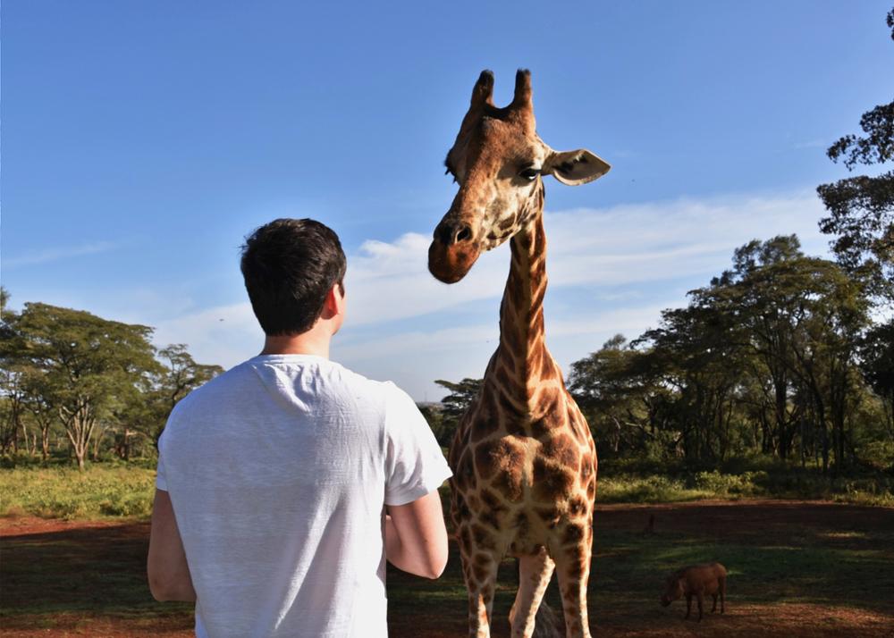 L'hôtel Giraffe Manor, un hôtel insolite avec des girafes au Kenya