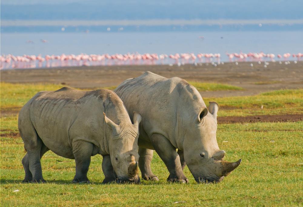 Voir les hippopotames au Kenya  : 9 spots pour les observer lors d'un safari !