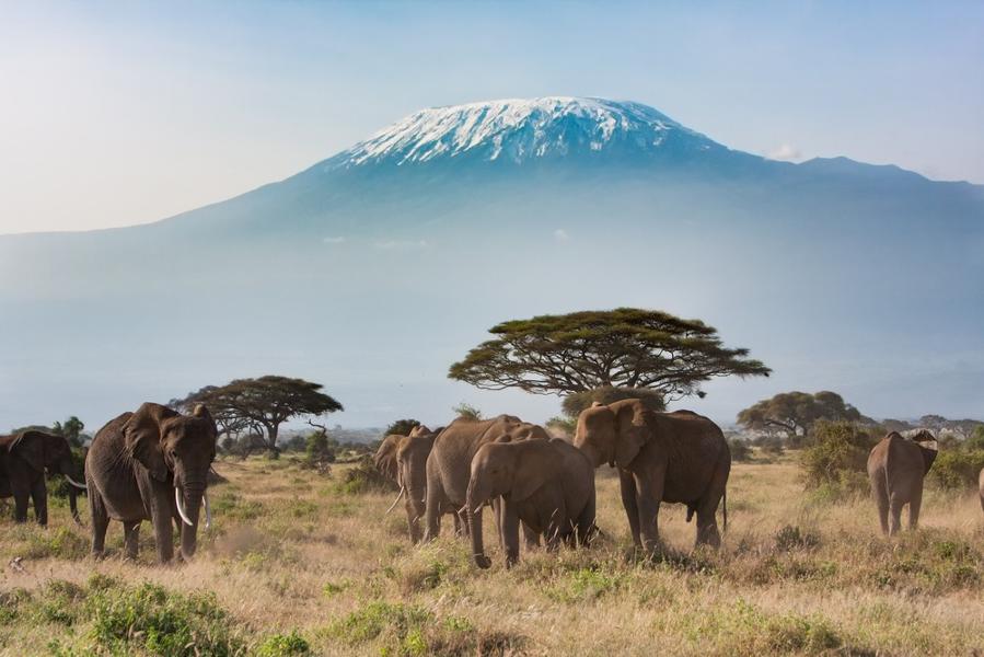 Où faire un safari au Kenya | 5 parcs remarquables