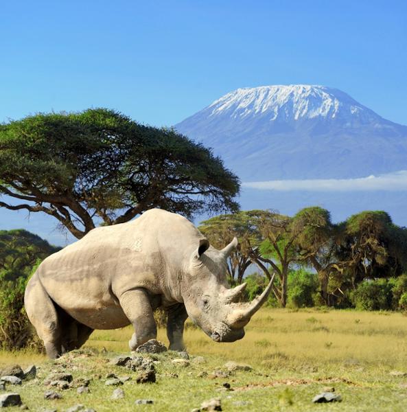 Voir les hippopotames au Kenya  : 9 spots pour les observer lors d'un safari !