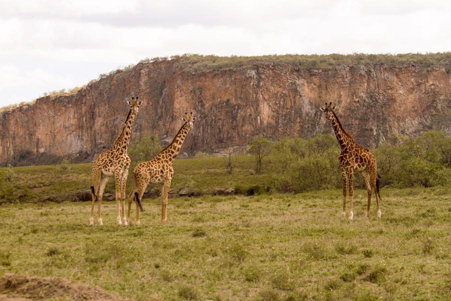 Les plus beaux parcs nationaux du Kenya